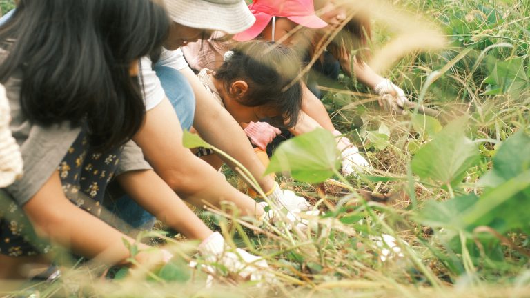 芋掘りをする様子